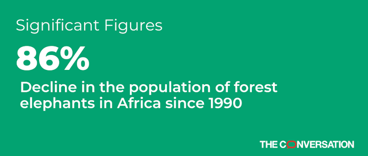 Africa's 2 elephant species are both endangered, due to poaching and habitat loss