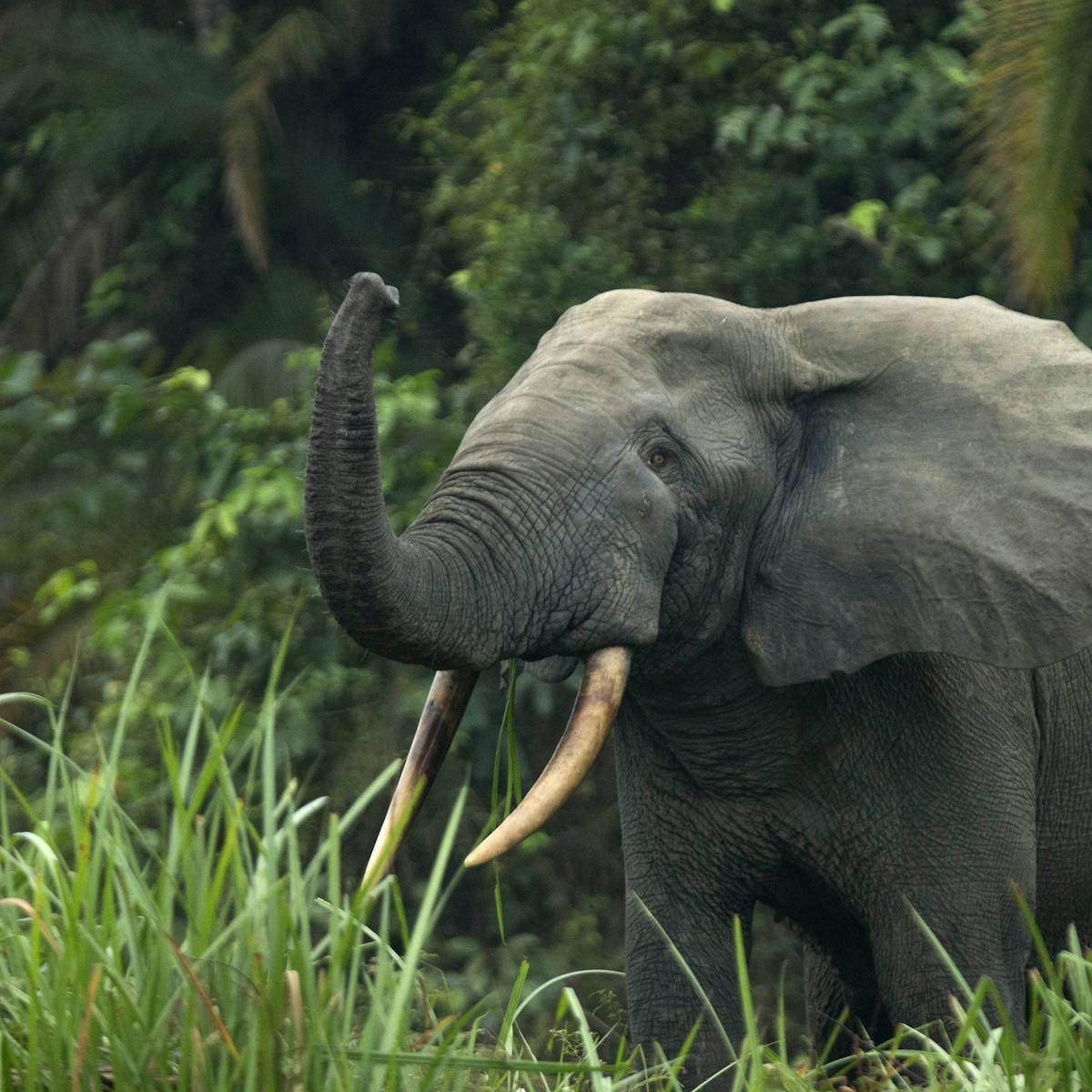 Africa's 2 elephant species are both endangered, due to poaching and  habitat loss
