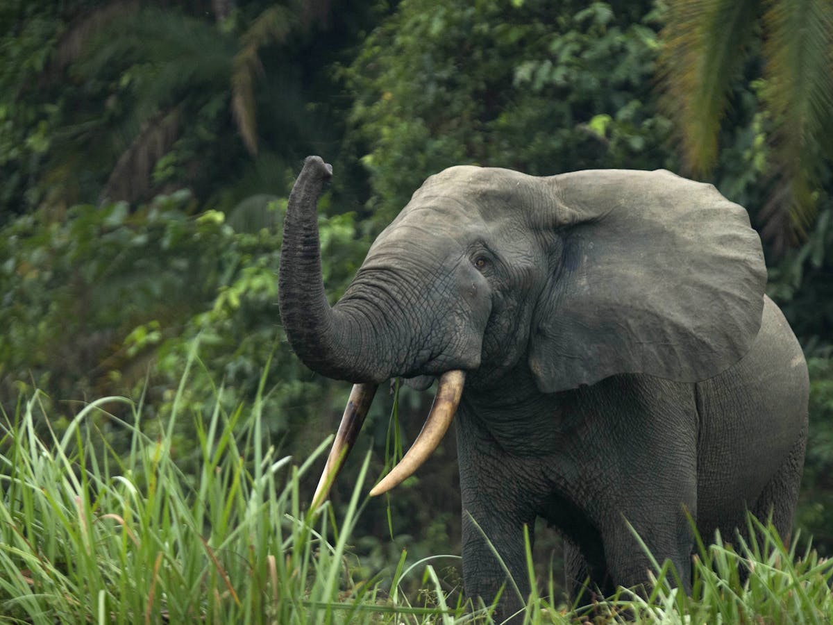 Africa's 2 elephant species are both endangered, due to poaching and  habitat loss