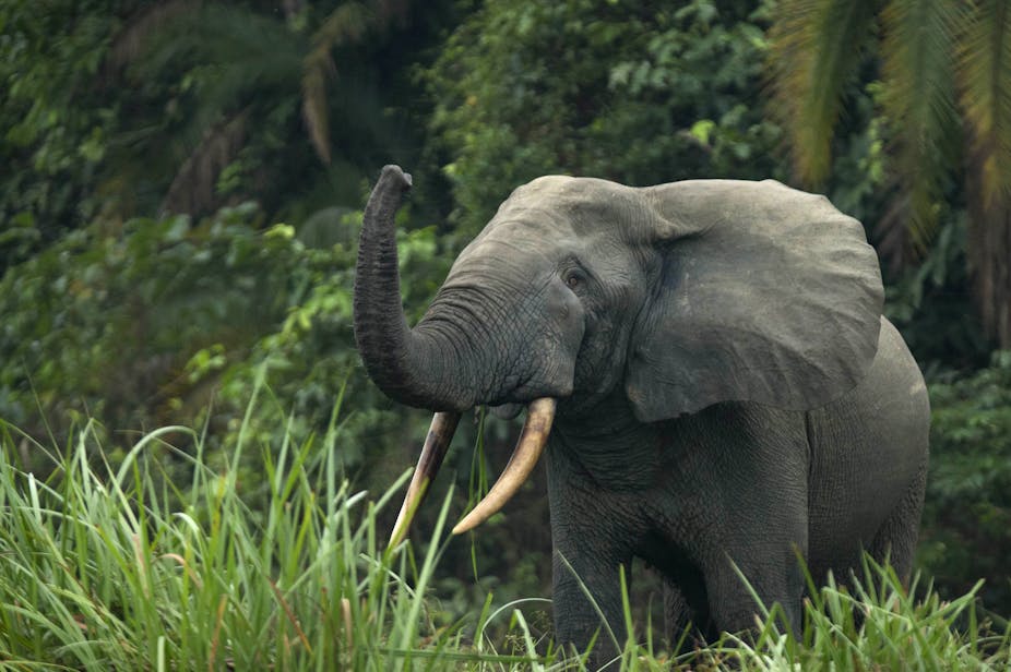 Africa's 2 elephant species are both endangered, due to poaching and