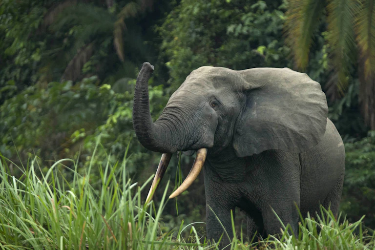 Elephant with trunk raised.
