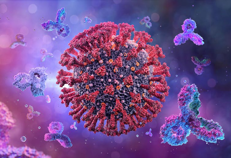 An illustration of SARS-CoV-2, the virus that causes COVID-19.
