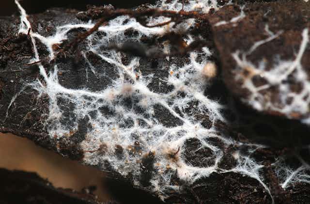Mycelium on wood