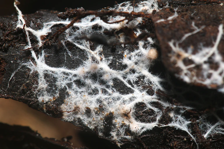Mycelium on wood