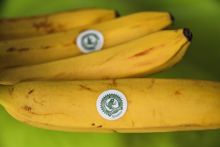 A banana with a white label depicting the Rainforest Alliance logo of a green frog.