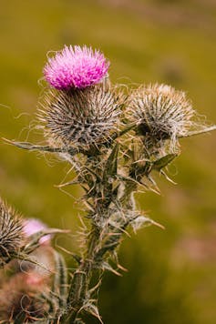 A thistle