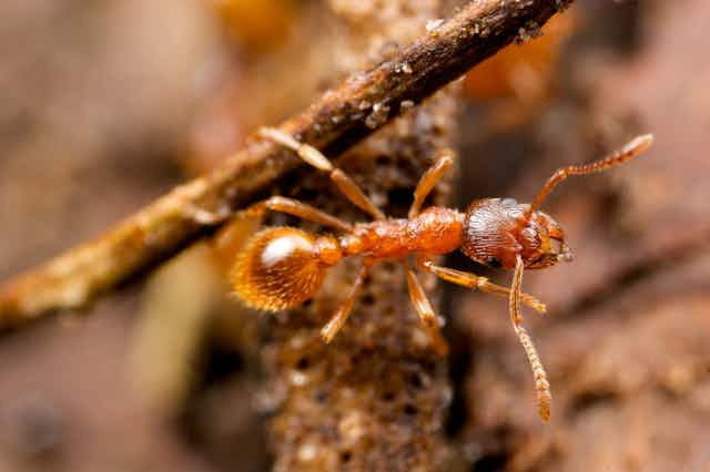 An invasive ant