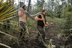 Two men walk through a wooded area carrying a long python over their shoulders.