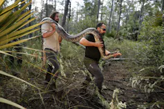Two men walk through a wooded area carrying a long python over their shoulders.