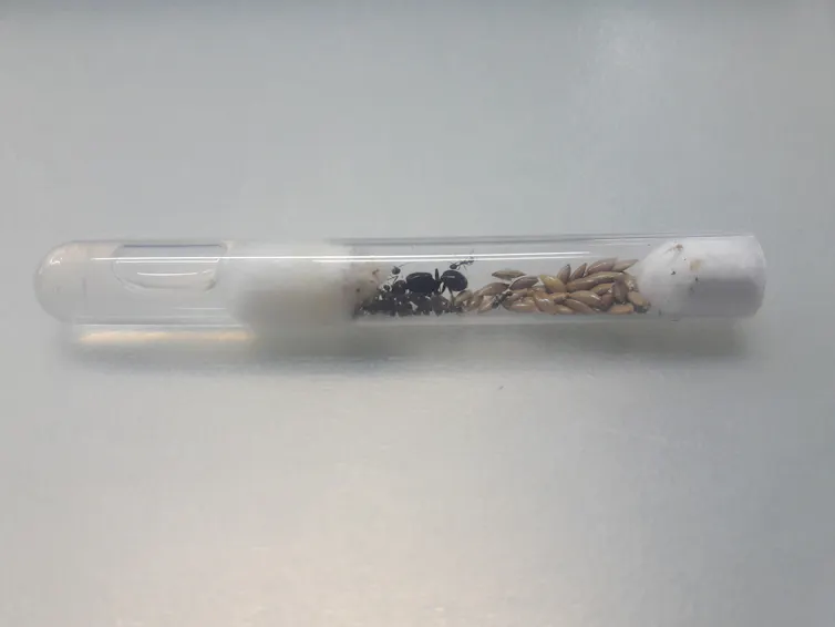 A test tube holding ants and sealed with cotton balls.
