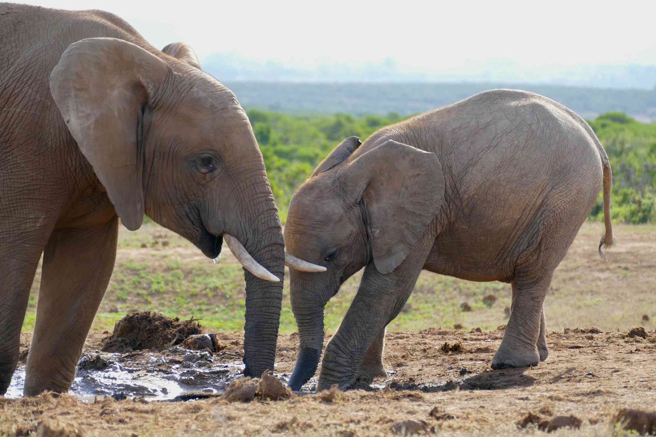 Africa's 2 elephant species are both endangered, due to poaching and
