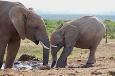 Female elephant and calf drinking on open savanna.
