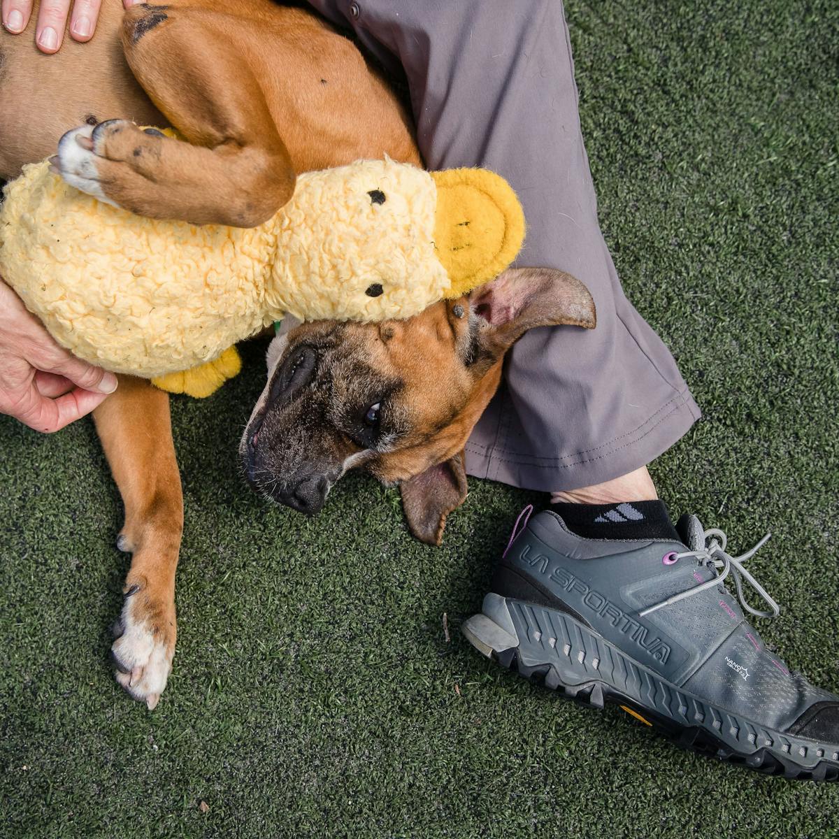 Americans adopted fewer pets from shelters in 2020 as the supply of rescue  animals fell