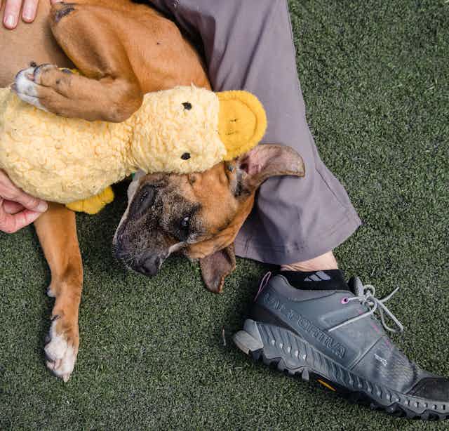 A rescue dog plays with a toy platypus.