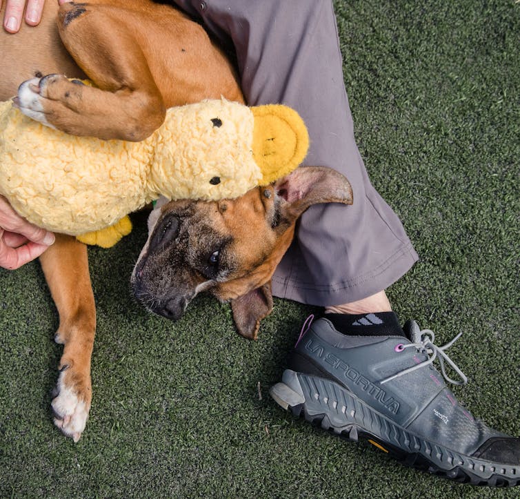 Dog lies on legs of volunteer and holds a stuffed duck toy