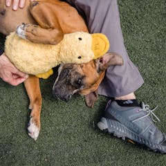 research animal rescue