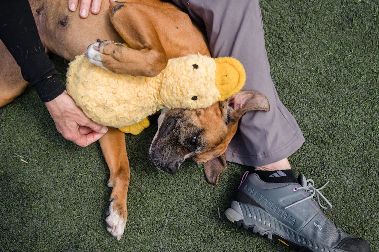 A rescue dog plays with a toy platypus.