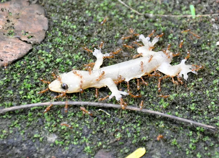 Ants crawling over a pale gecko