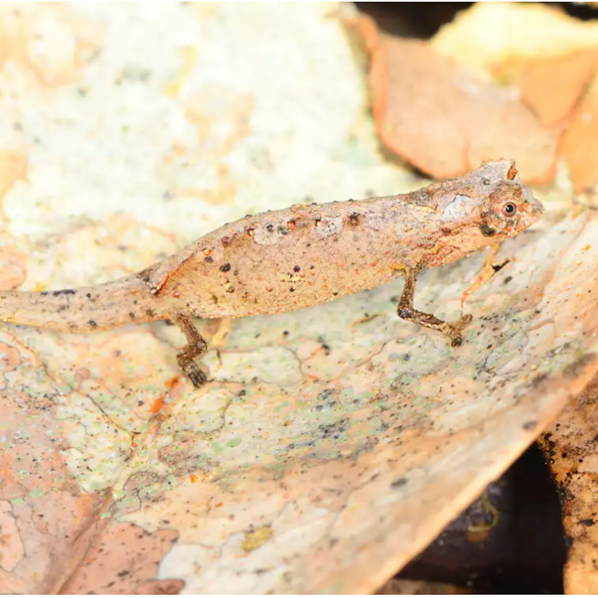 amazing mini creatures tell