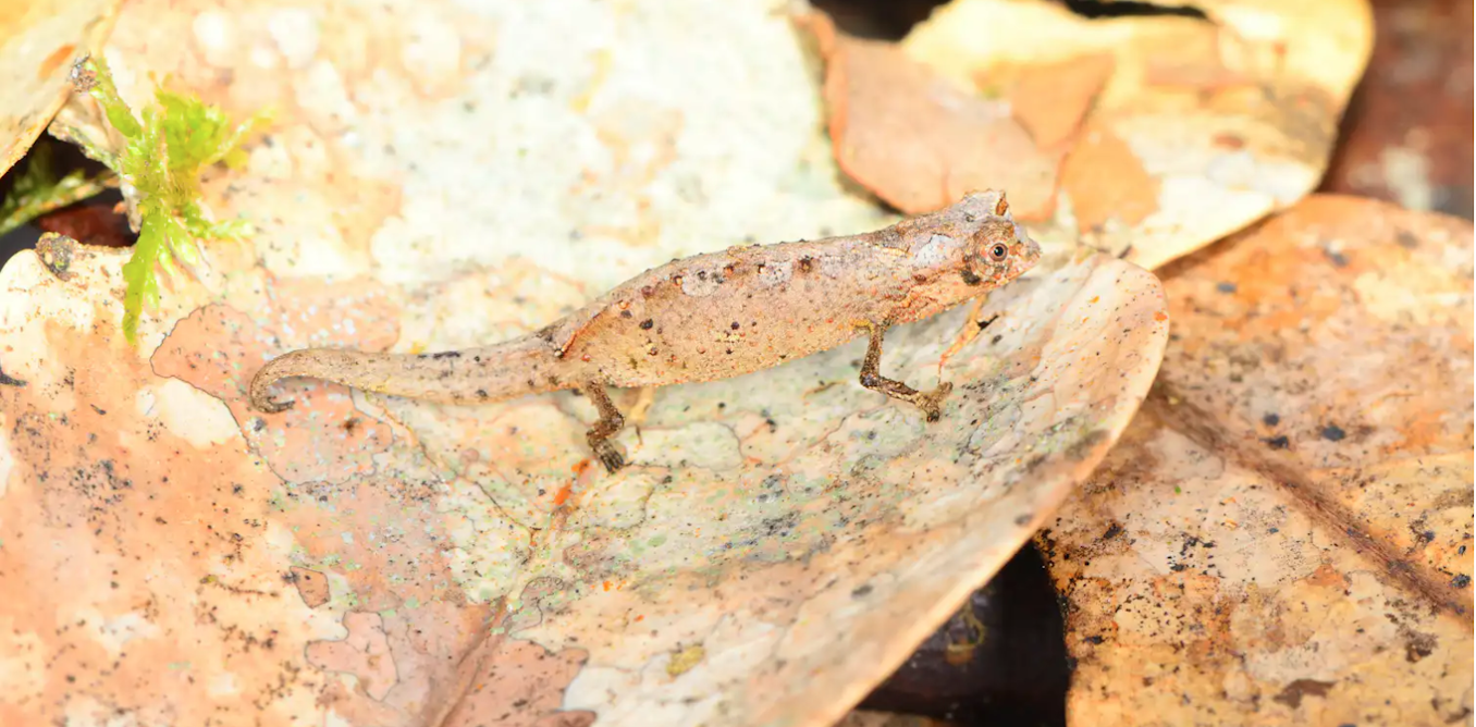 What Madagascar’s amazing mini creatures tell us about evolution