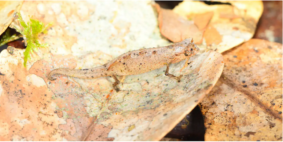 Brookesia tedi, described in 2019, is one of the smallest chameleons