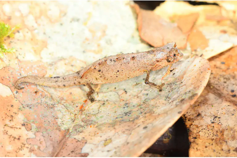 Brookesia tedi, described in 2019, is one of the smallest chameleons