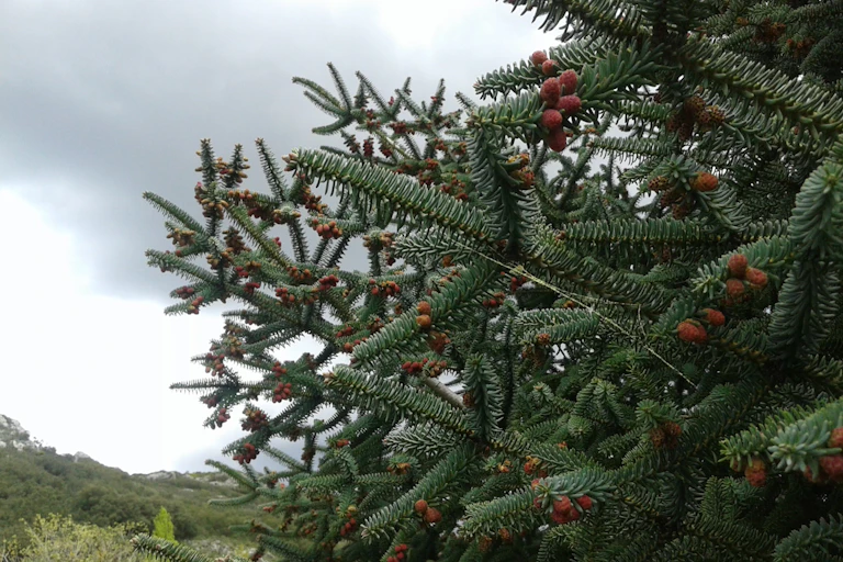 Abies pinsapo en la Sierra de las Nieves