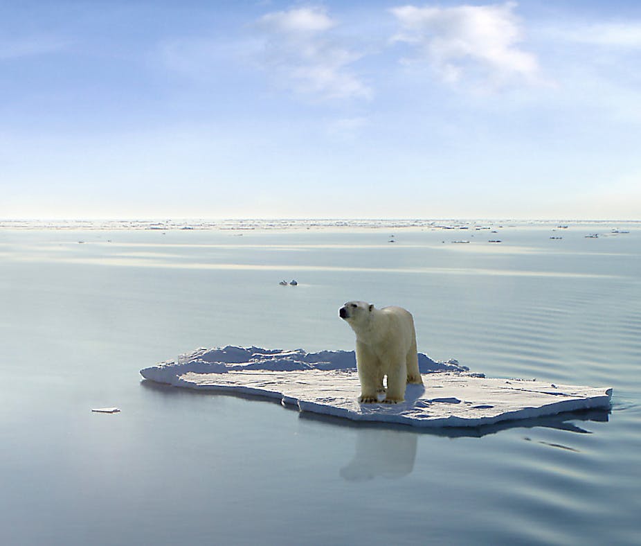 Will the Last Ice Area support polar bears? 