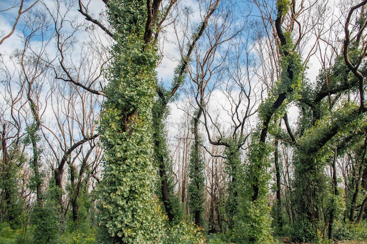 New shoots in forest after fire