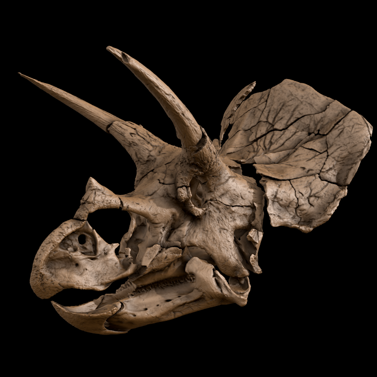 Triceratops skull