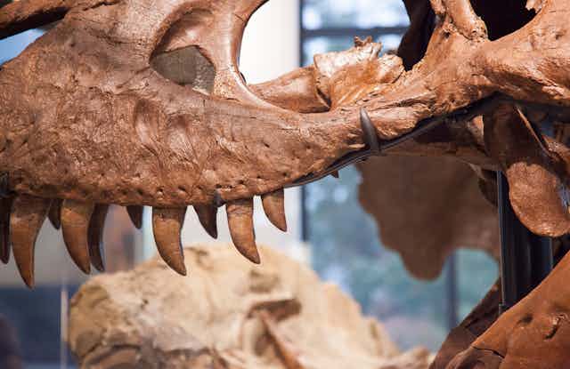 T. rex skull, close up on teeth