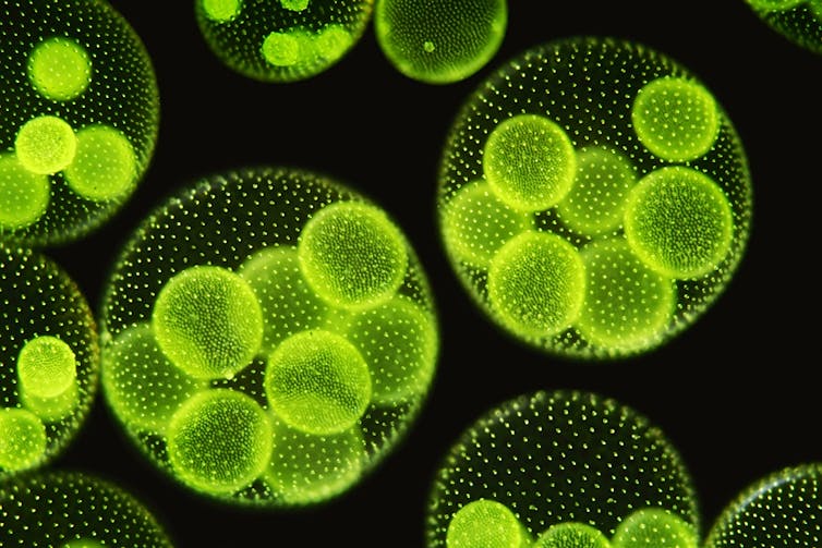 A microcopic image of one of the first complex multi-cellular plants, algae known as Volvox
