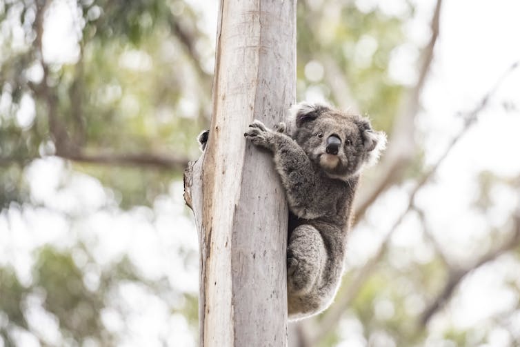 A koala clings to a tree
