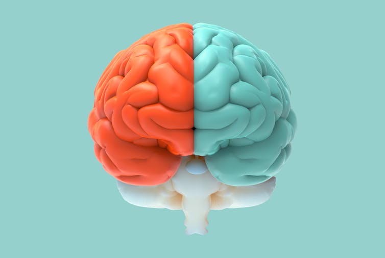 An illustration of the human brain