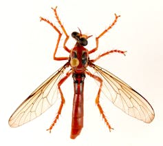 The top of the Deadpool fly.
