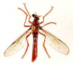 The top of the Deadpool fly.