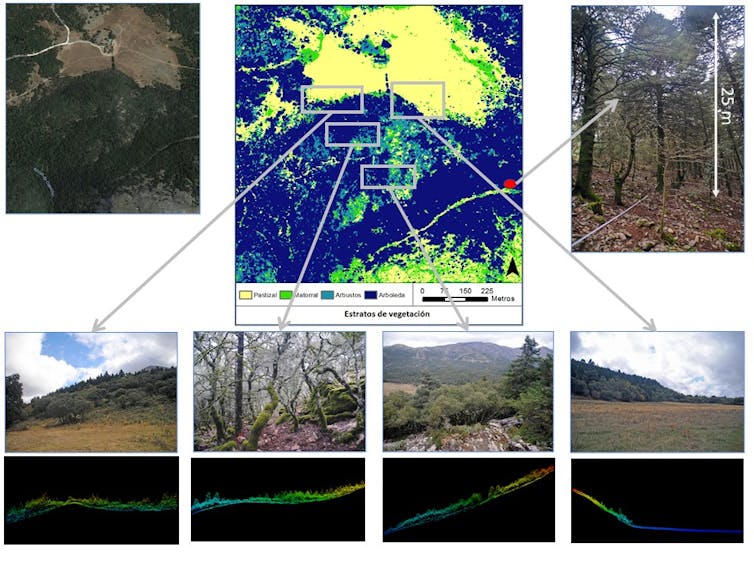 Análisis de un pinsapar mediante la técnica lidar