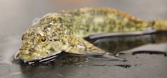 A small, speckled sculpin.