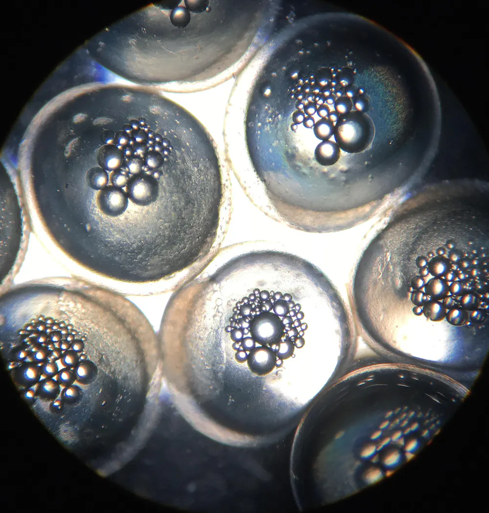 In fish, parents’ stressful experiences influence offspring behavior ...