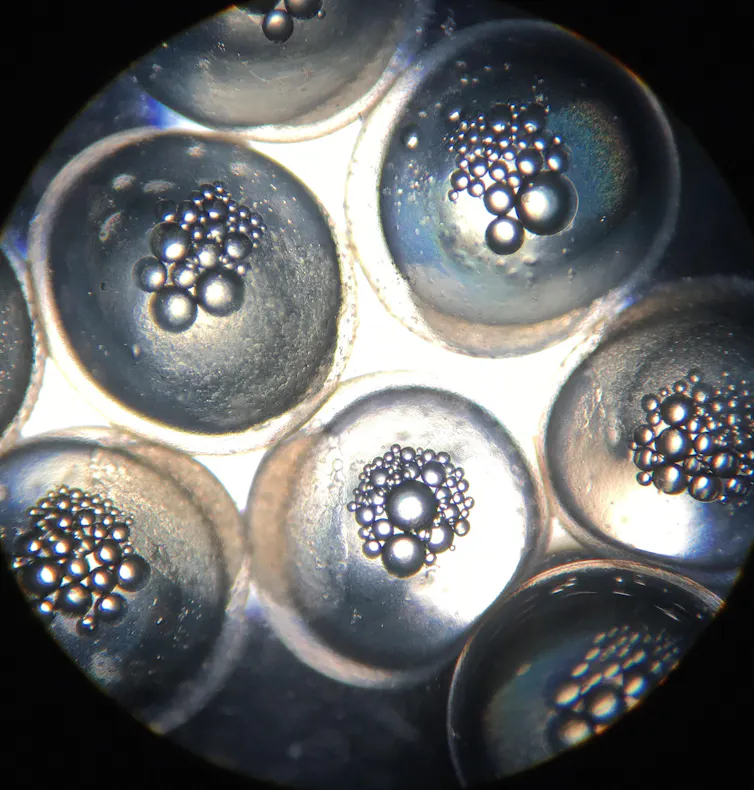 Stickleback eggs showing embryos growing inside.