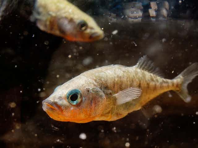 Two stickleback fish underwater. 