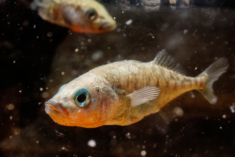 Two stickleback fish underwater.