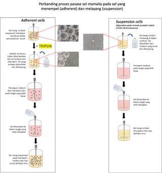 Fatwa Haram Tapi Boleh Seperti Ini Proses Produksi Vaksin Astrazeneca Sebenarnya Fatwa Haram Tapi Boleh Seperti Ini Proses Produksi Vaksin Astrazeneca Sebenarnya