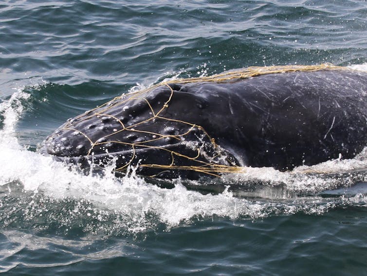 A humpback whale calf caught in a fishing net.