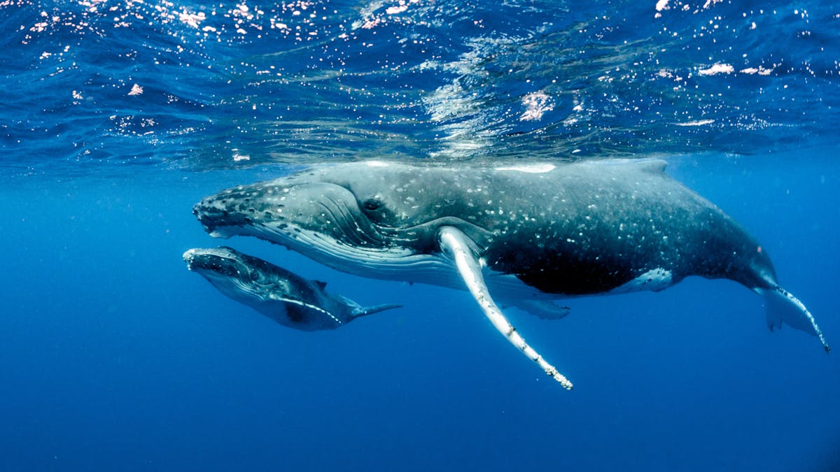 Humpback Whales May Have Bounced Back From Near Extinction But It S Too Soon To Declare Them Safe