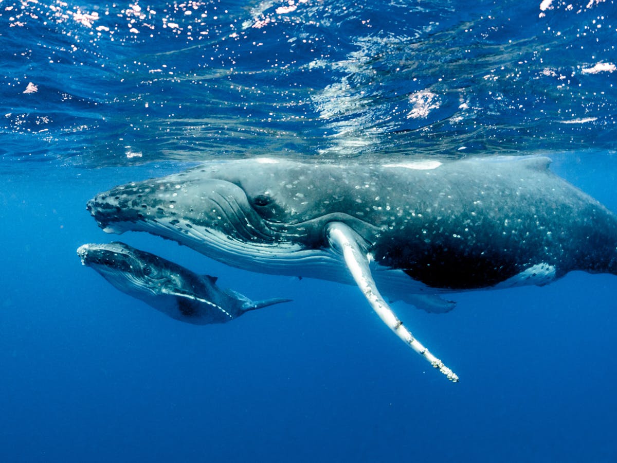 Humpback whales may have bounced back from near-extinction, but it's too  soon to declare them safe