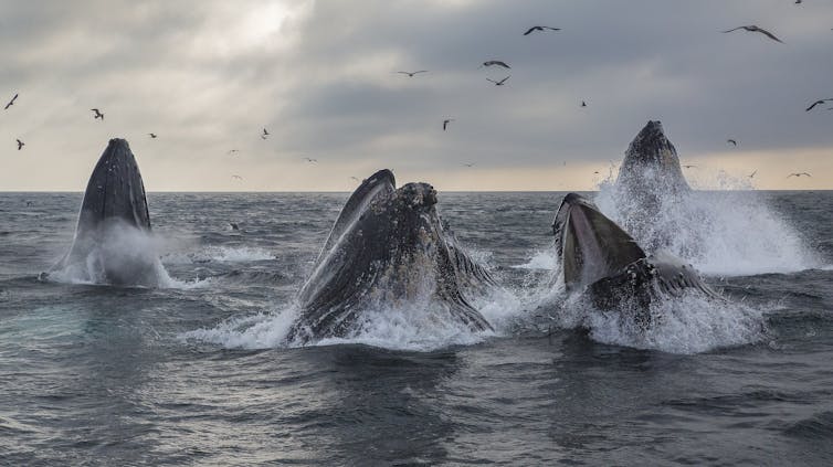 A pod of humpback whales lunge feeding.