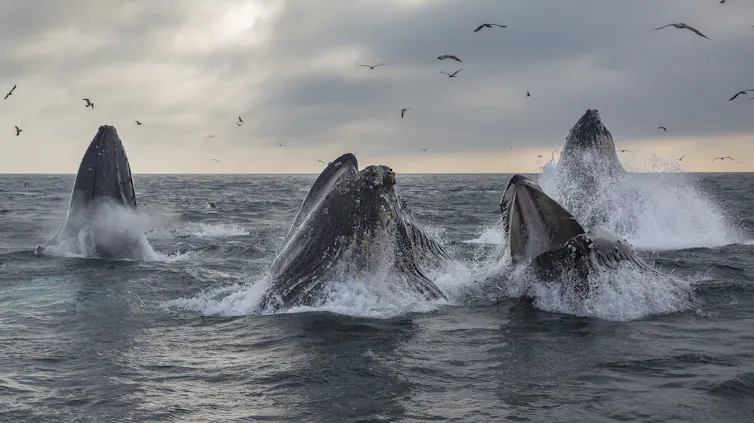 A pod of humpback whales lunge feeding.