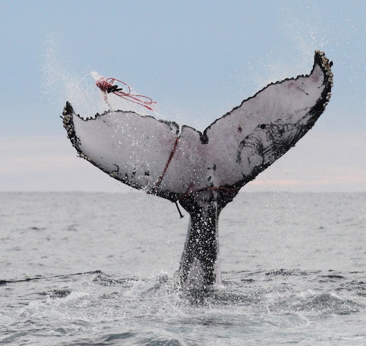 A whale tail with a fishing line caught in it