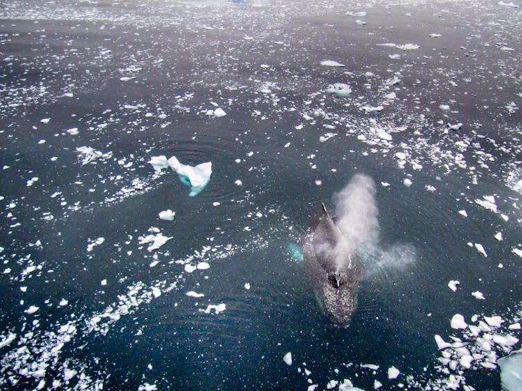 Aerial view of humpback under icy water .